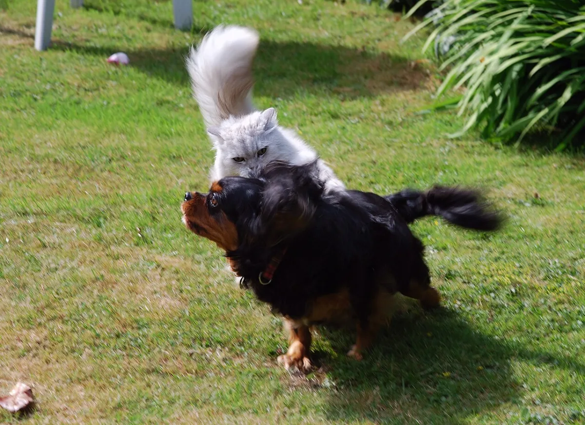 Zwart met tan gekleurde cavalier die door het gras rent
