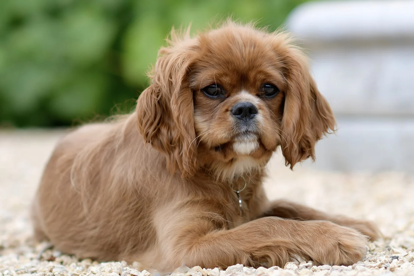 Volwassen ruby cavalier king charles spaniel die rustig ligt