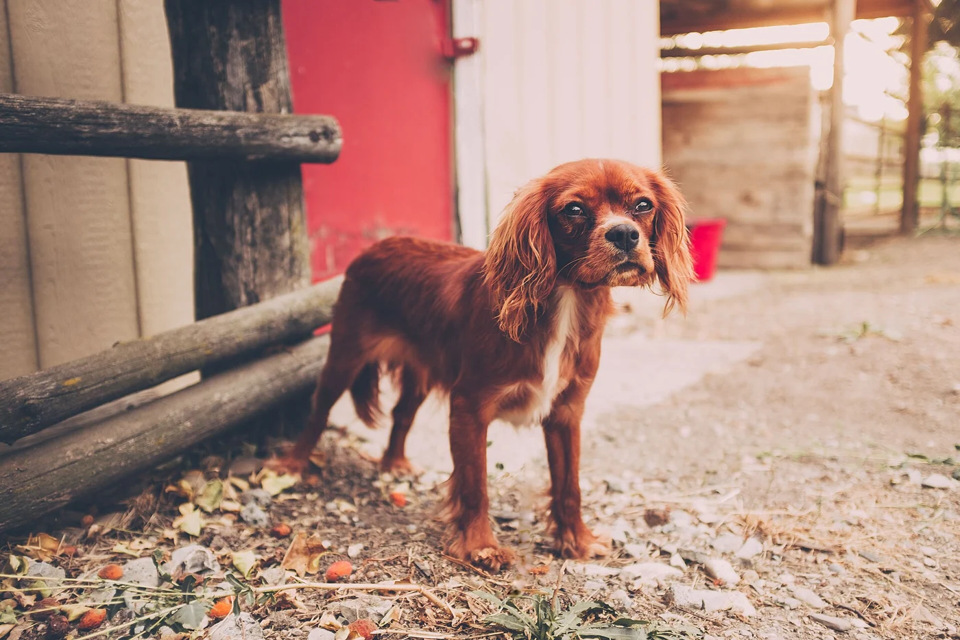 Jonge ruby cavalier king charles spaniel die alleen buiten staat