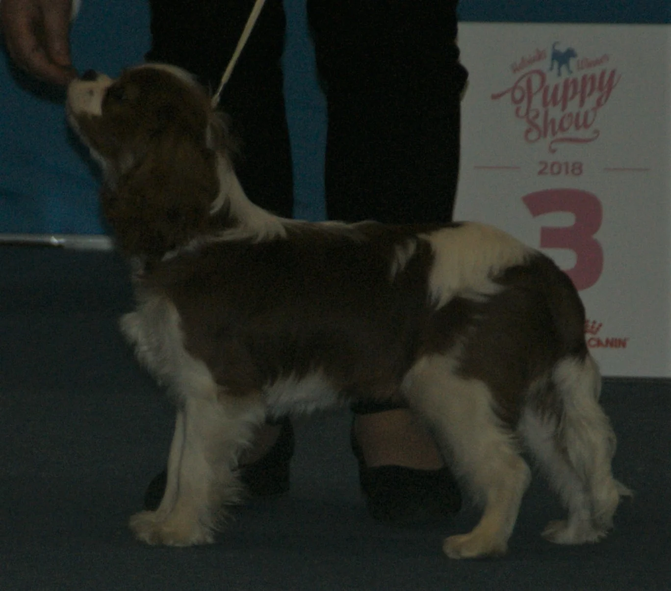 Cavalier king charles spaniel pup voorgebracht op een puppyshow