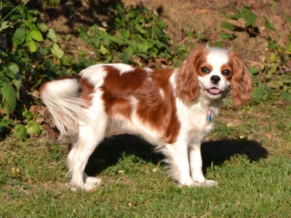 Blenheim cavalier king charles spaniel staand in een tuin